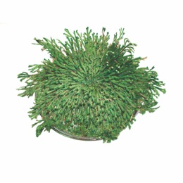 Resurrection Plant, , large