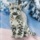 Snow Leopard