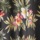 Black Floral