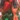 Holiday 6-Foot Pre-Lit Pop-Up Tree, Red Green, swatch