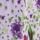 Iris Print