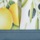 Lemon Grove