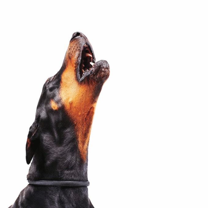 Bark Stopper, , large