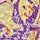 Paisley Print