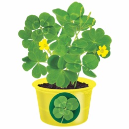 Shamrock Seed Sprouts, , large