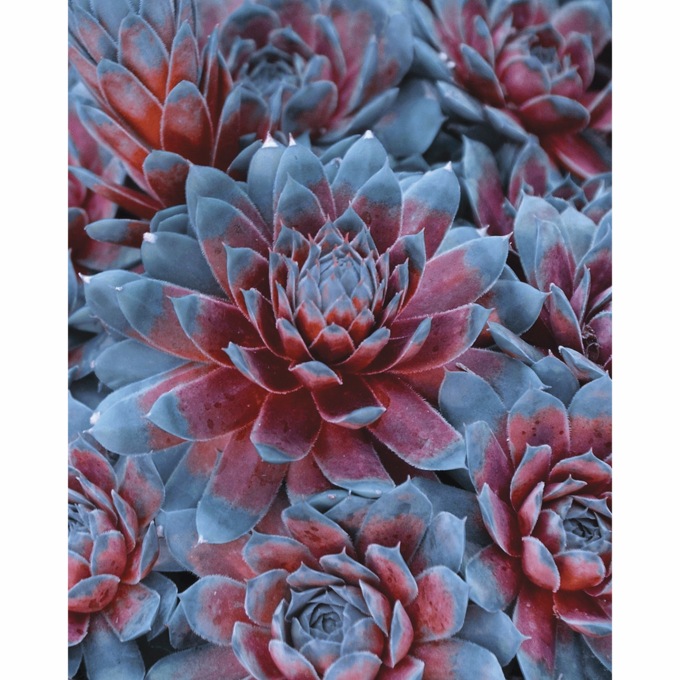 Patriot Hens &amp; Chicks - 2&quot; Plug, , large