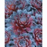 Patriot Hens &amp; Chicks - 2&quot; Plug, , large