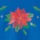 Poinsettia