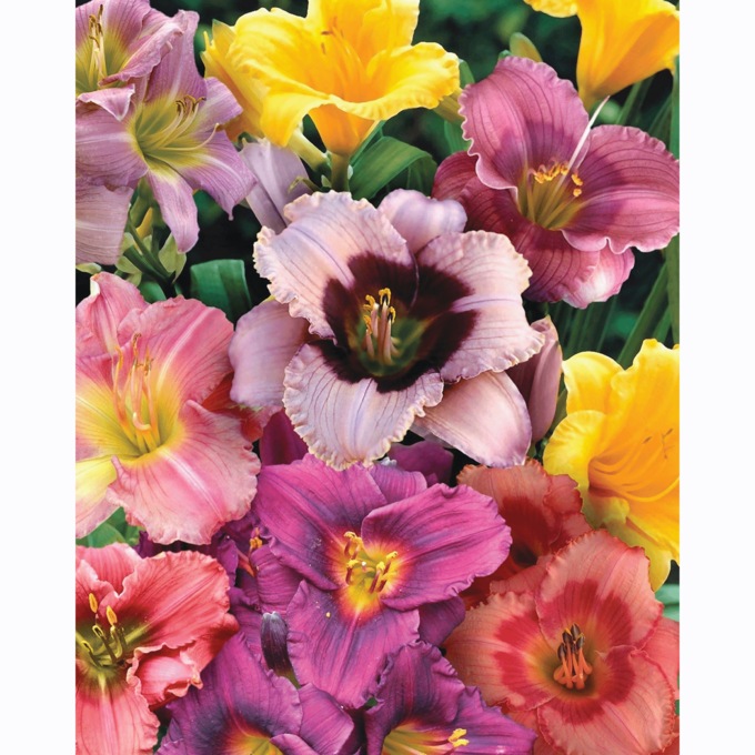 2-Piece Reblooming Daylily Mix, , large