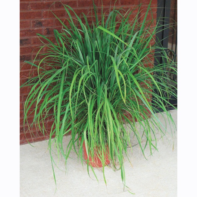 Mosquito Grass, , large