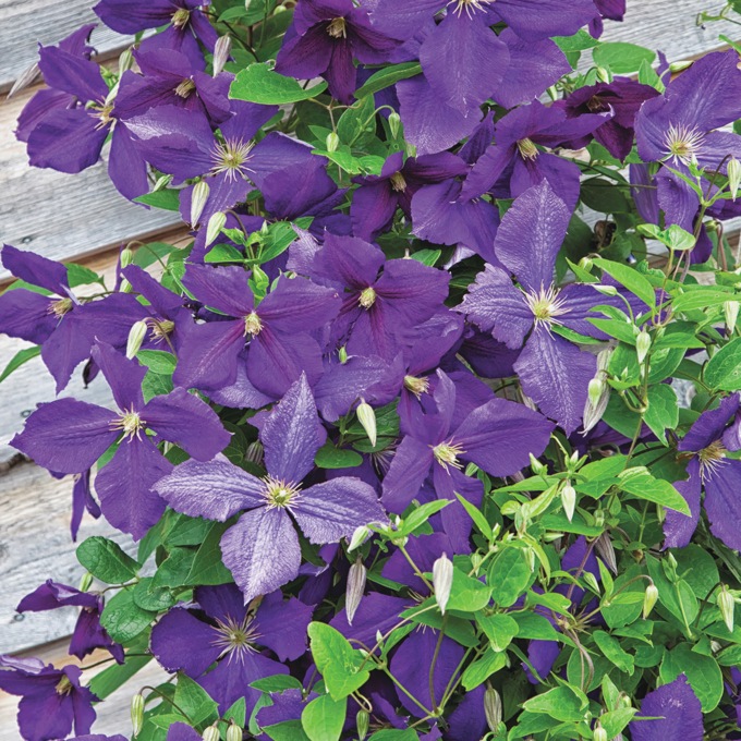 Potted Gardener&rsquo;s Favorites, , large