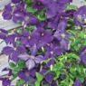 Potted Gardener&rsquo;s Favorites, , large