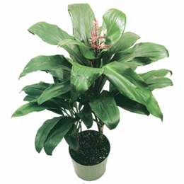 Hawaiian Ti Plant , , large