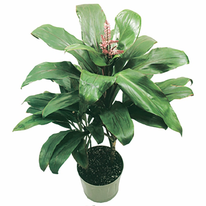 Hawaiian Ti Plant , , large