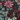 Women's Corduroy Bootie , Navy Floral, swatch